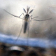 Aedes Aegypti mosquito larvae photographed at a laboratory of the Ministry of Health of El Salvador in San Salvador. Credit: Getty.